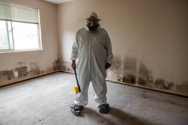 Biohazard Mold Removal in Bono, AR